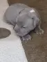 Американско були покет  American bully , снимка 7