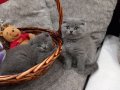 Шотландски клепоухи котенца , снимка 5