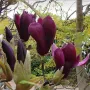 Магнолия Нигра, Magnolia ‘Nigra’, снимка 4
