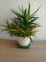 Сукуленти Алое, снимка 6
