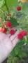 Продавам малини херитидж , снимка 3