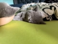 Британски късокосмести котета , снимка 5
