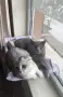 Британски котарак за разплод, снимка 4