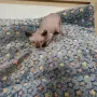 Котенца канадски сфинкс и елф, снимка 4