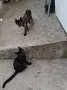 Две бездомни котета , снимка 13