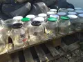 Продавам буркани, снимка 3