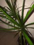 Драцена маргината, снимка 1 - Стайни растения - 42305881