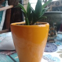 керамична саксия с екзотично растение, снимка 1 - Стайни растения - 40344590