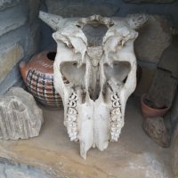 Стар кравешки череп, снимка 3 - Други ценни предмети - 35238355