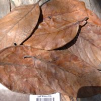 Jack fruit leaves , снимка 1 - Други - 29635325