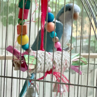 Монашески папагали, снимка 1 - Папагали - 41493704