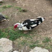 Мъжки Нем паток, снимка 2 - Патици и гъски - 44694212