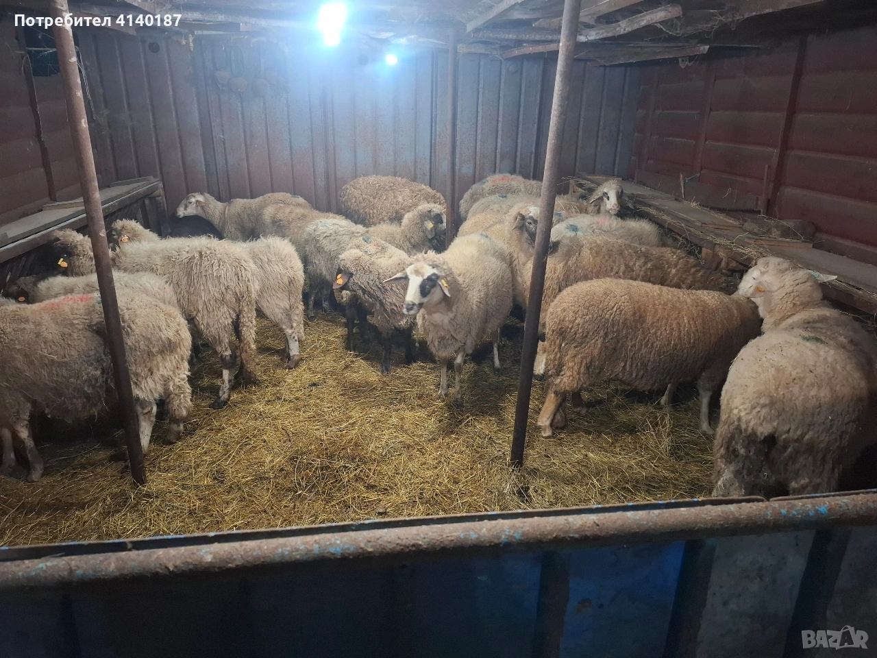 продавам 17бр овце , снимка 1