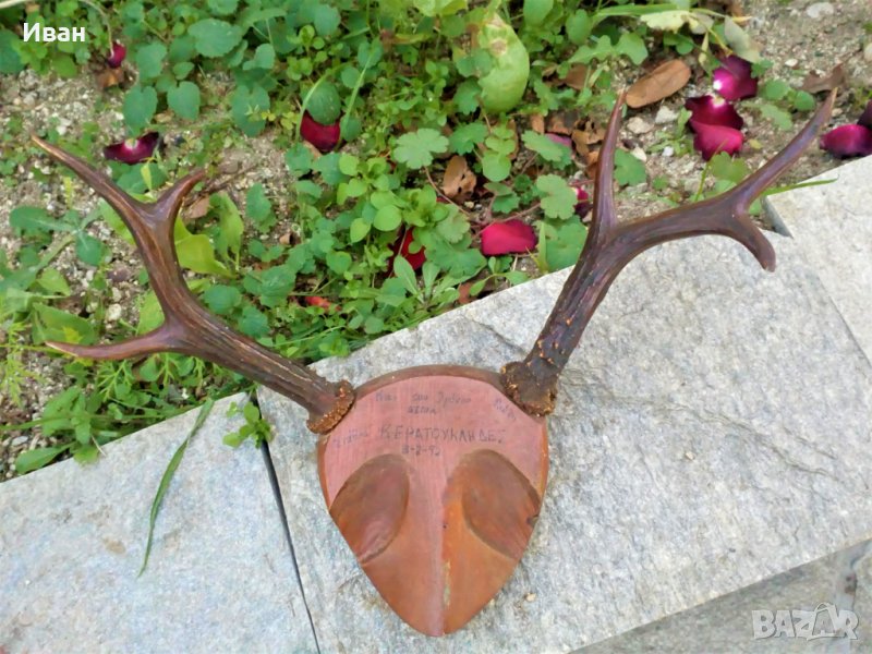 Трофей Рога Елен Сръндак на Стойка!, снимка 1