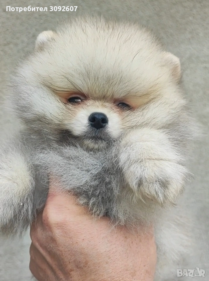 Померан момче , снимка 1