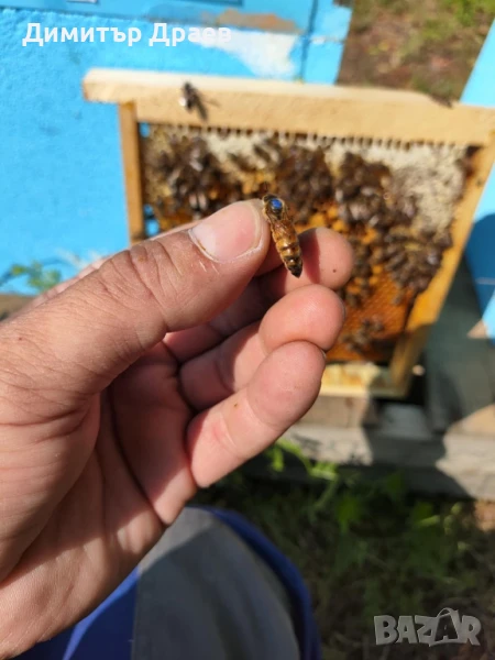 Пчелни майки 2026, снимка 1