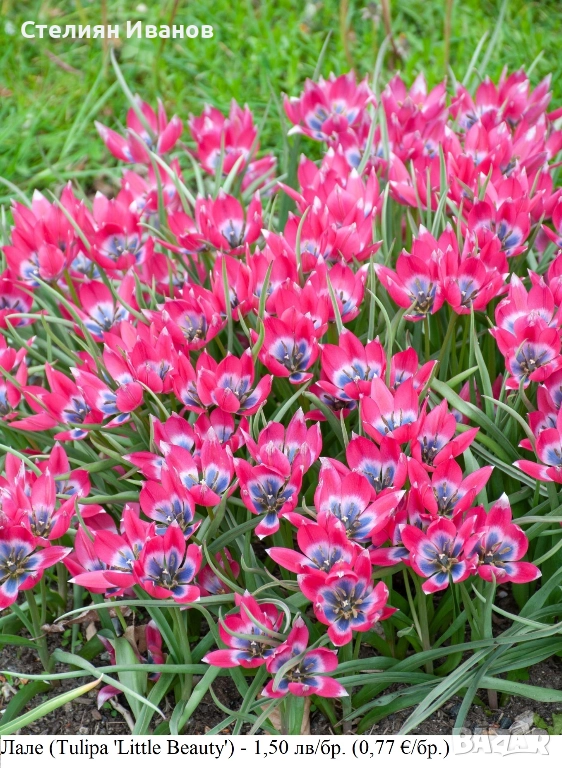 Лале (Tulipa 'Little Beauty') - луковици, снимка 1