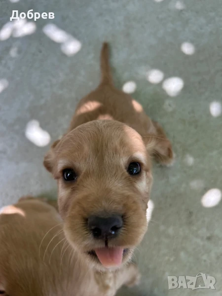 кученца Кокер Шпаньол , снимка 1