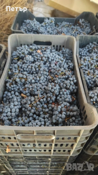 Продавам грозде за вино и ракия , снимка 1
