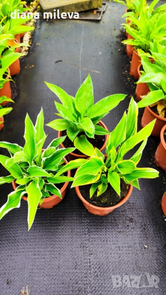  Промо пакет от 3 различни сорта Хоста, студоустойчиви, за сянка!!, снимка 1