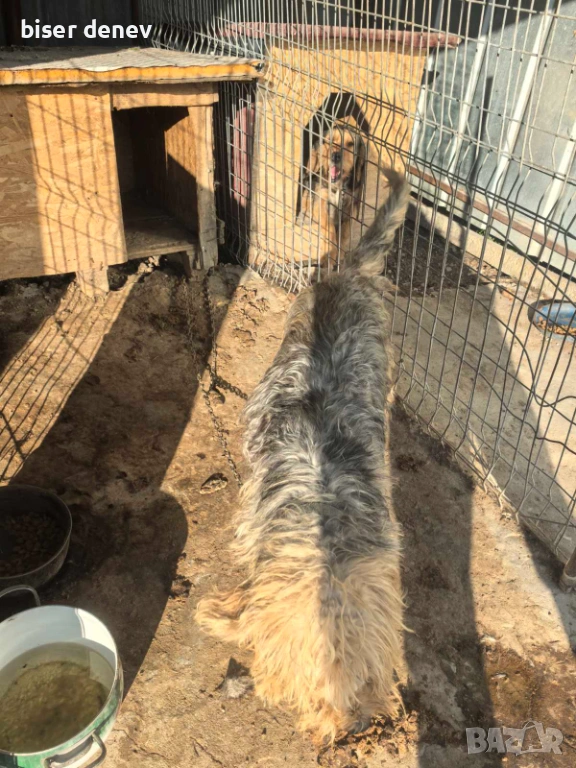 Подарява се женски барак , снимка 1