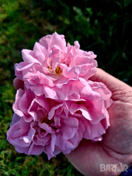 изсушен розов цвят!, снимка 1