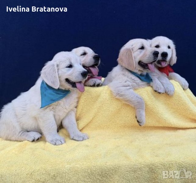 Голдън ретривър, снимка 1