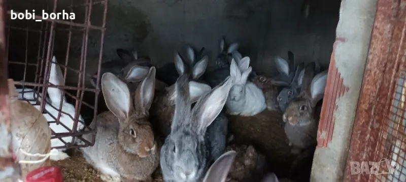 Зайци, снимка 1