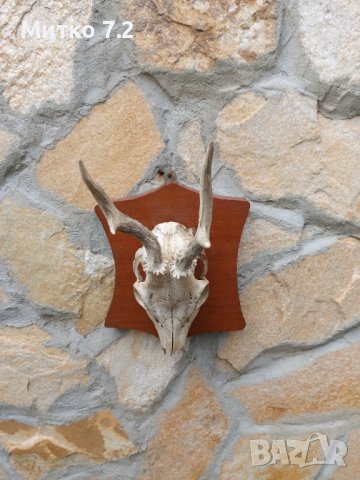 Ловен трофей от сръндак, снимка 5 - Други - 37542518