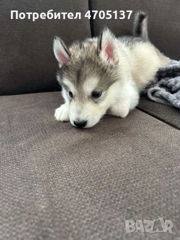 Прекрасен малък Аляски маламут търси своето семейство., снимка 8 - Хъски - 53056210