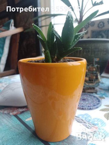 керамична саксия с екзотично растение, снимка 1 - Стайни растения - 40344590