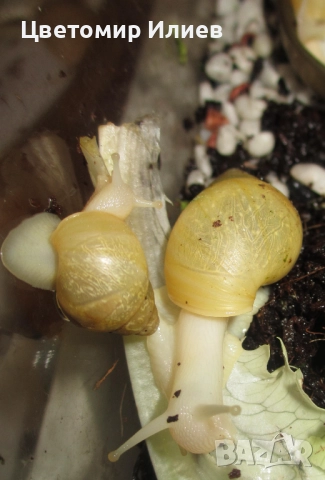 Гигантски африкански охлюви, снимка 8 - Други животни - 51624191