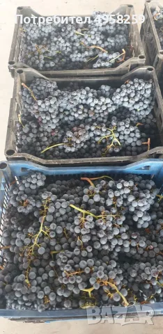 Грозде Мерло и Памид 25°, снимка 5 - Домашни продукти - 56205658