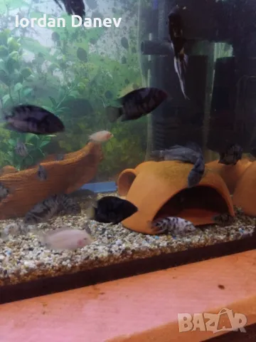 Продавам рибки , снимка 6 - Рибки - 47412039