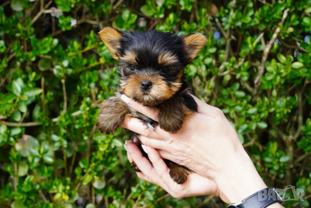 Йоркширски териер , снимка 10 - Йоркширски териер - 54005865