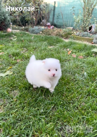 Померан мини момче. Померанче, снимка 5 - Померан - 52633667