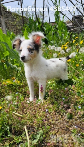 Момче Шелти мини Коли 