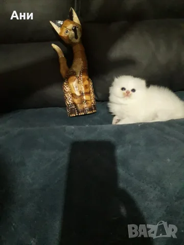 КОТЕНЦЕ МЕЧТА НА МАЛКИ И ГОЛЕМИ, снимка 2 - Чинчили - 56536110