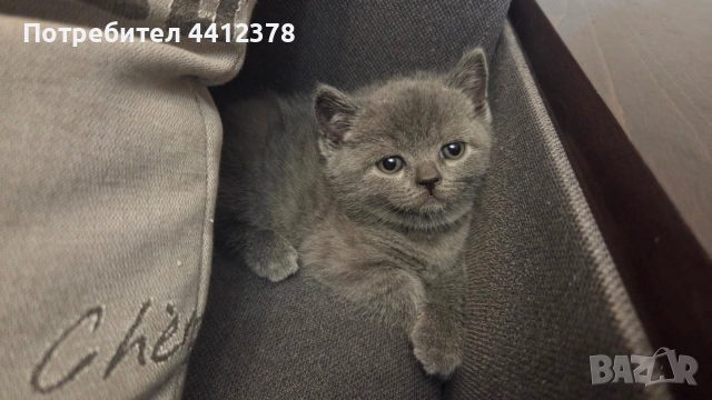 британски сини късокосмести котета , снимка 2 - Британска късокосместа - 52928097