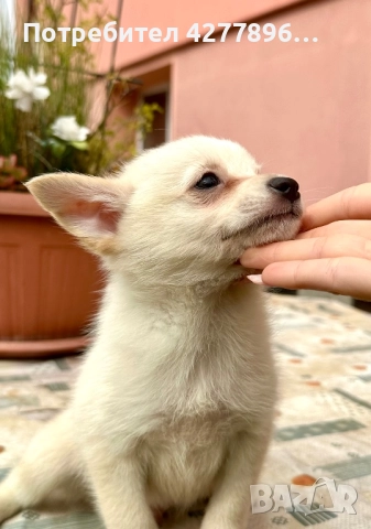 Чихуахуа, снимка 1