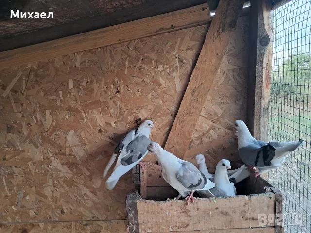кабаци мъсърлии