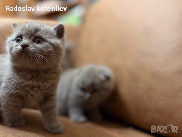 Шотландска клепоуха , снимка 8 - Британска късокосместа - 52379618