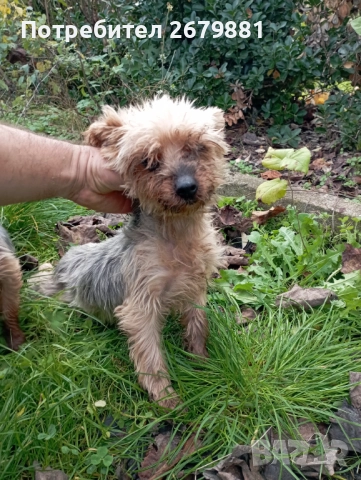 Йорки на около 4 години - момиче , снимка 3 - Йоркширски териер - 52472319