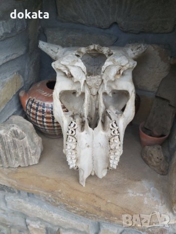 Стар кравешки череп, снимка 3 - Други ценни предмети - 35238355