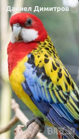 Папагали - разнообразие, снимка 5 - Папагали - 49706452