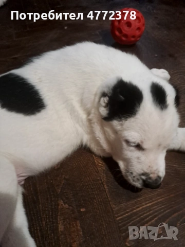 Кучета алабай