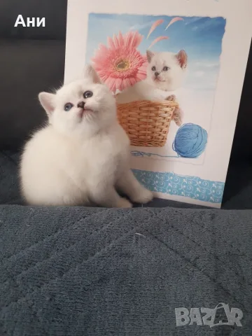 КОТЕНЦЕ КАТО  ОТ РЕКЛАМА, снимка 4 - Британска късокосместа - 56551029