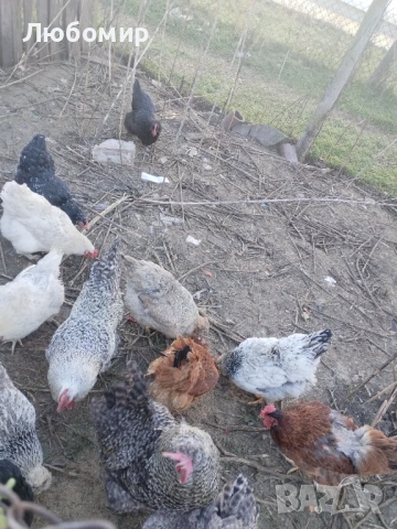 Продавам оплодени яйца за люпене, снимка 3 - Кокошки и пуйки - 53136928