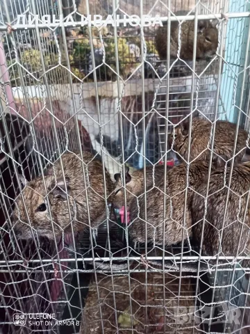 Катерички дегу, снимка 2 - Търси партньор - 48394449