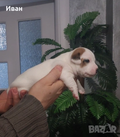 Джак Ръсел териер, снимка 4 - Джак ръсел териер - 53191197